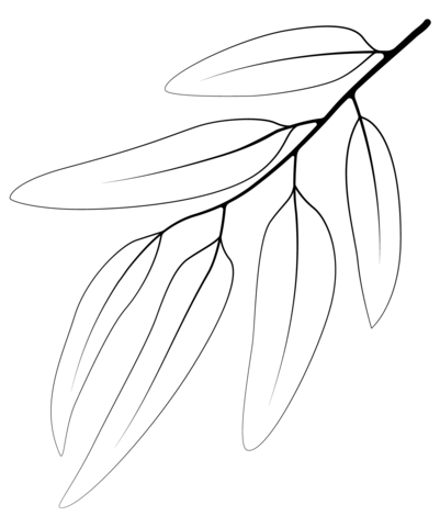 Blue Gum Leaf Coloring Page